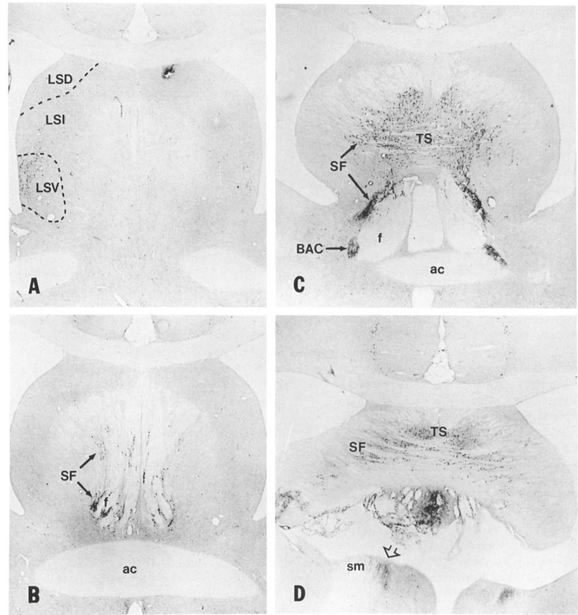 Photomicrographs of sagittal (a) and transverse sections (b)