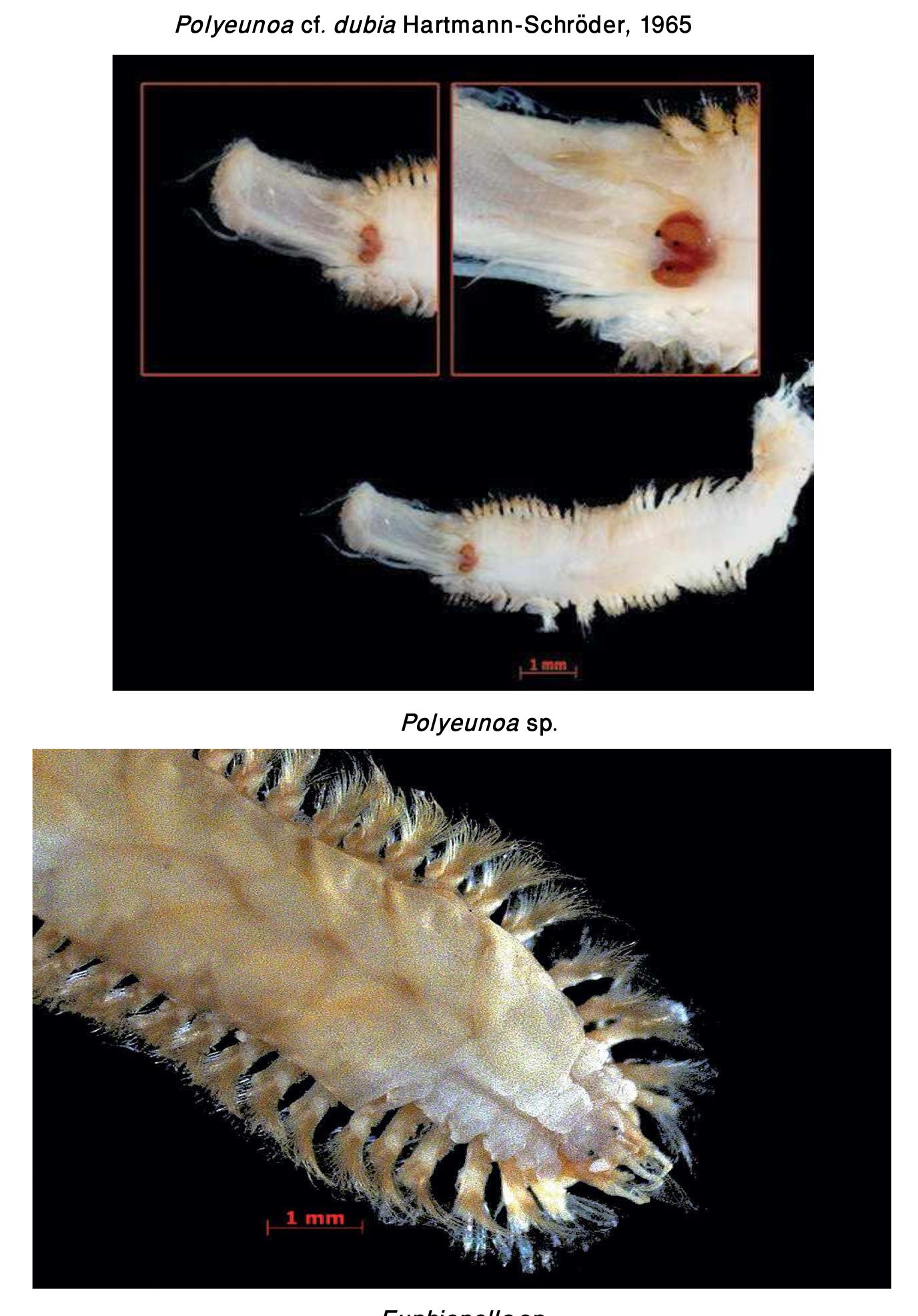 Polychaetae Labeled Figure 34 - from Guide to Polychaetes Annelida in Qatar