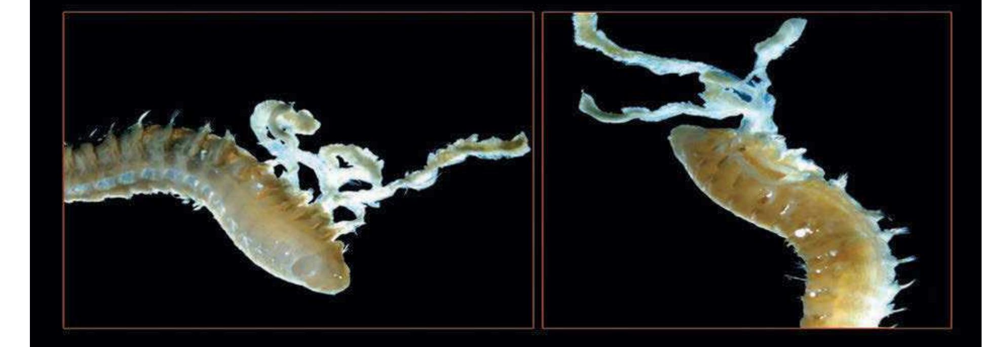 Figure 176 - from Guide to Polychaetes Annelida in Qatar