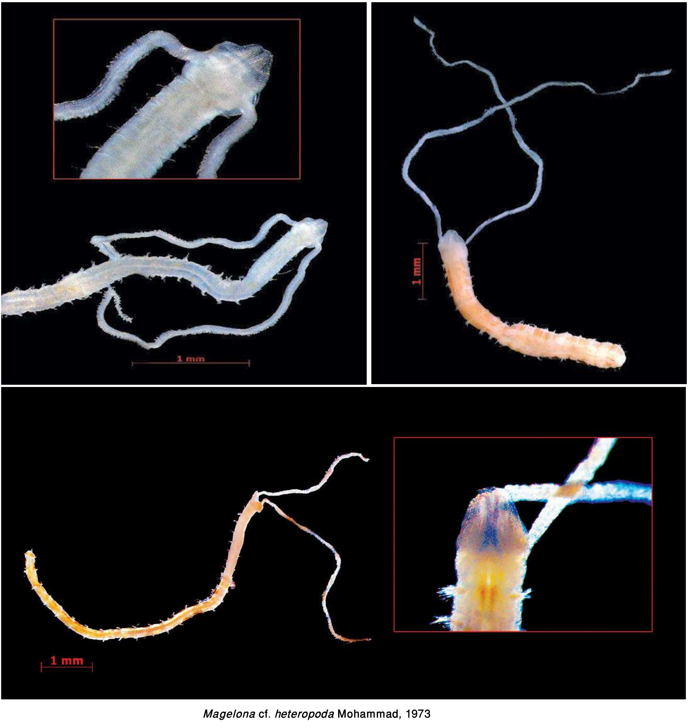 Figure 192 - from Guide to Polychaetes Annelida in Qatar
