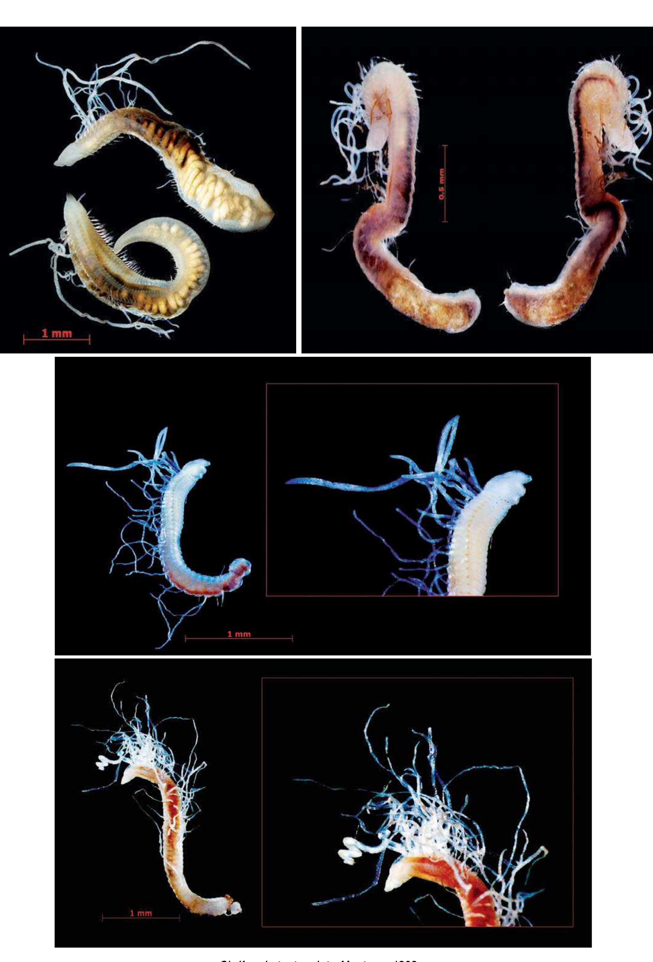 Figure 202 - from Guide to Polychaetes Annelida in Qatar