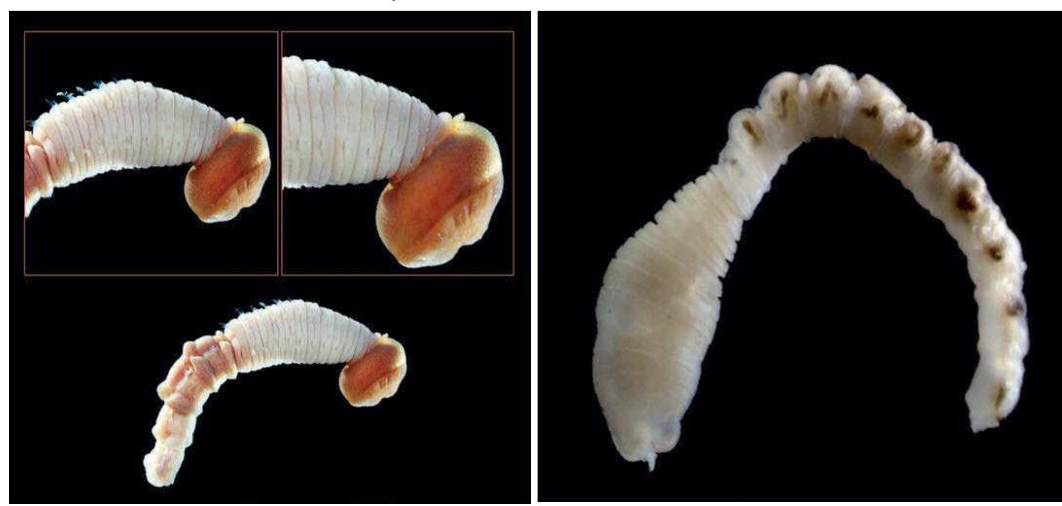 Figure 223 - from Guide to Polychaetes Annelida in Qatar