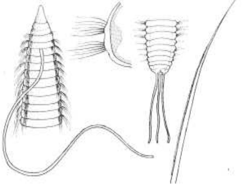 Figure 233 - from Guide to Polychaetes Annelida in Qatar