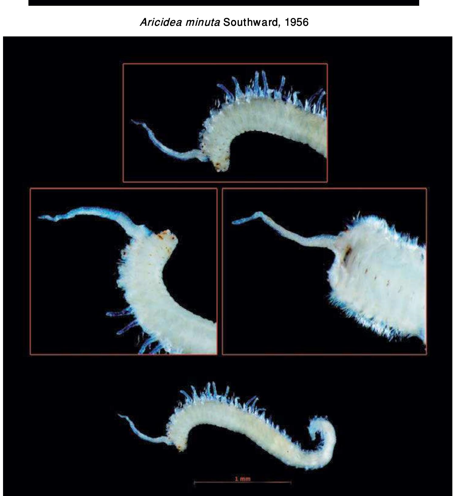 Figure 238 - from Guide to Polychaetes Annelida in Qatar