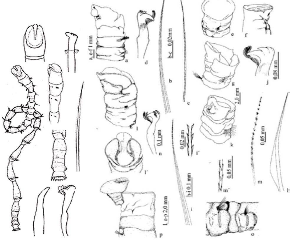 Polychaetae Labeled Figure 242 - Guide to Polychaetes Annelida in Qatar Marine