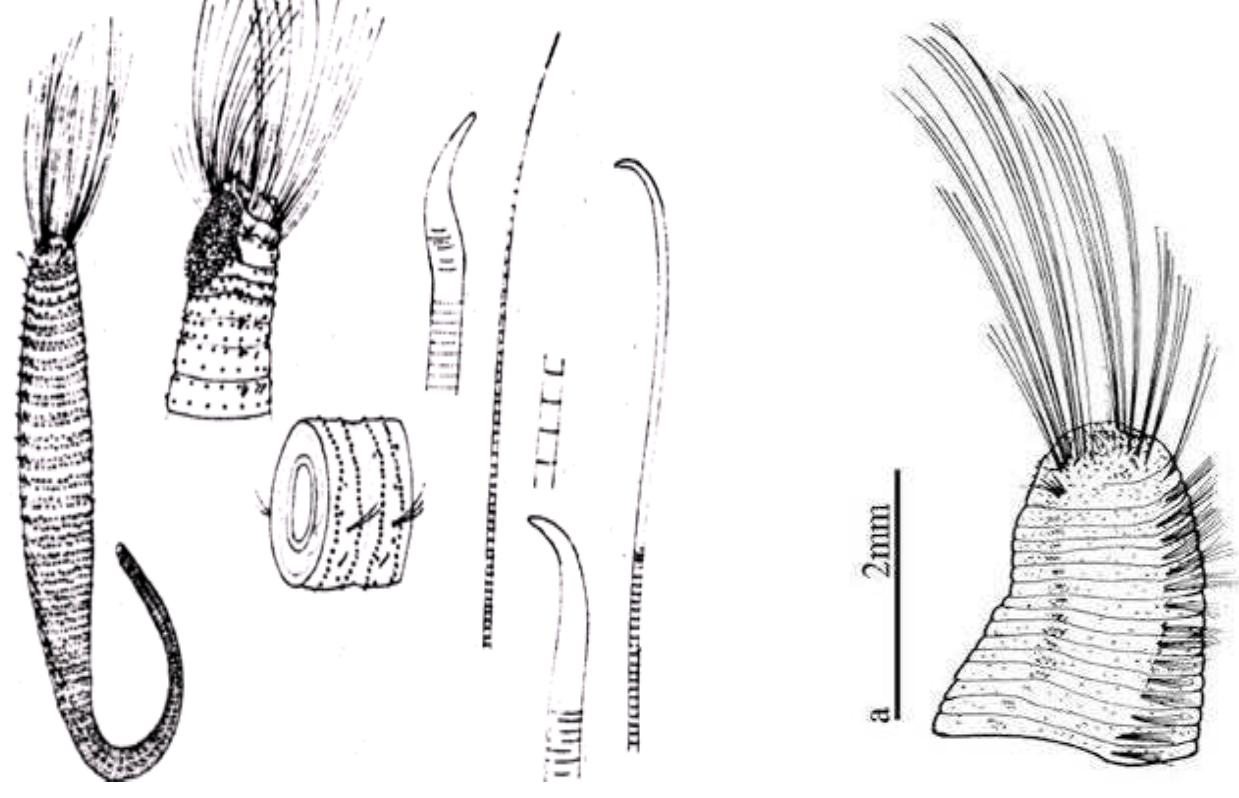 Polychaetae Labeled Figure 249 - from Guide to Polychaetes Annelida in Qatar