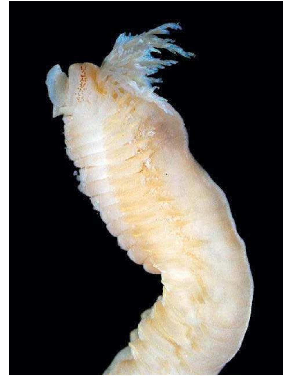 Figure 266 - from Guide to Polychaetes Annelida in Qatar