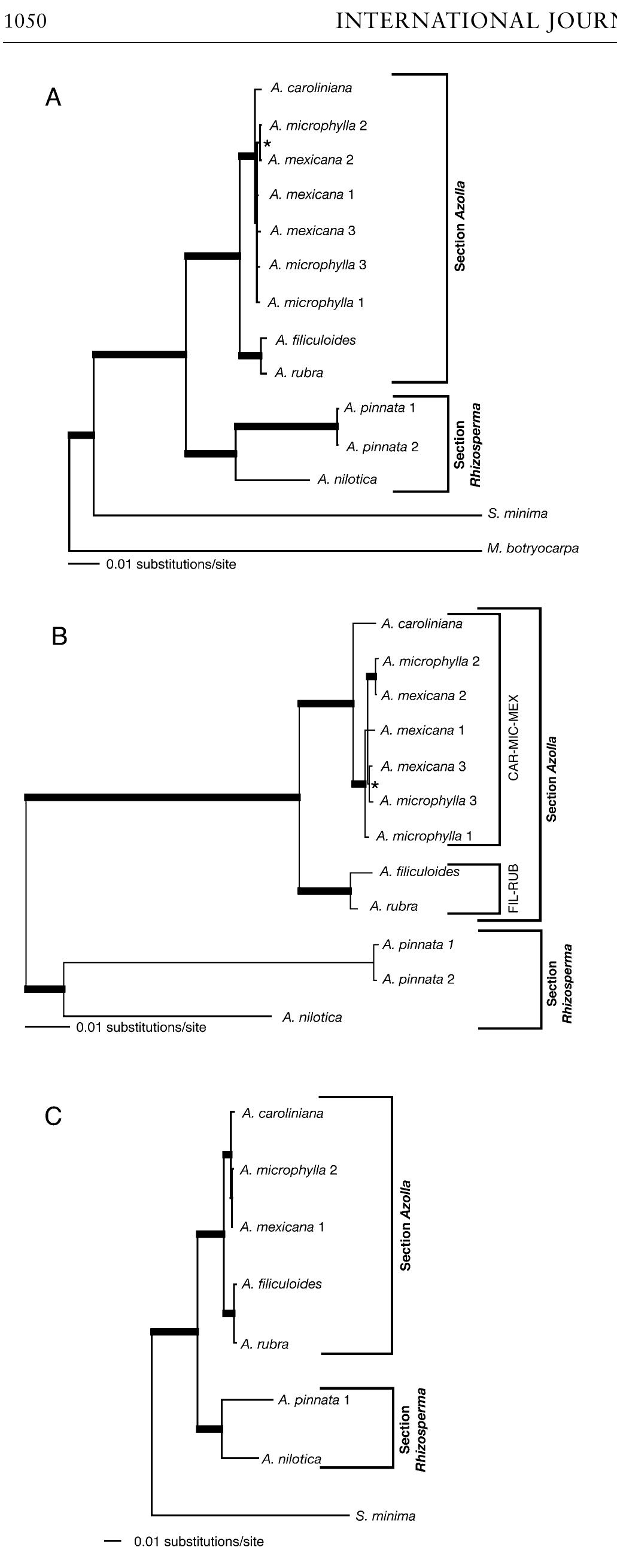 Figure 1 - from Phylogeny and Divergence Time Estimates for