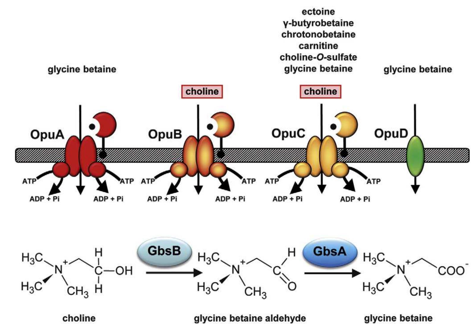 Opuc Figure 3 - from The use of microelectrodes in the study of