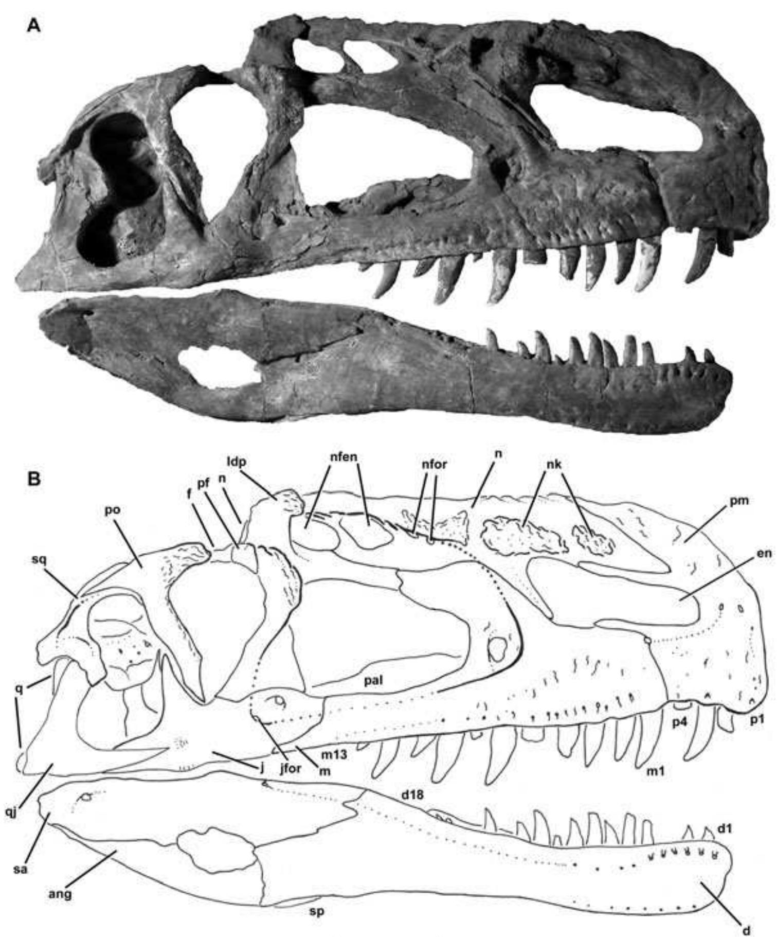 ⁂Emi⁂ PDF) The skull of Monolophosaurus jiangi (Dinosauria: Theropoda