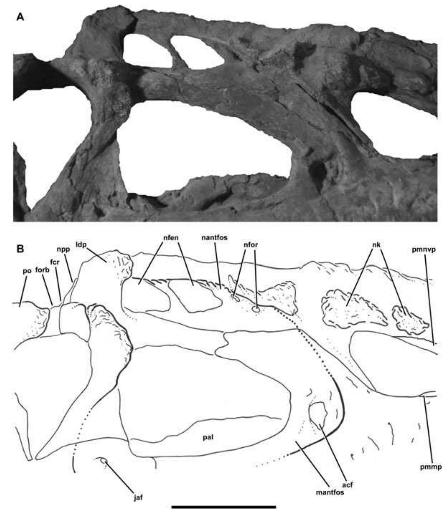 PDF) The skull of Monolophosaurus jiangi (Dinosauria: Theropoda