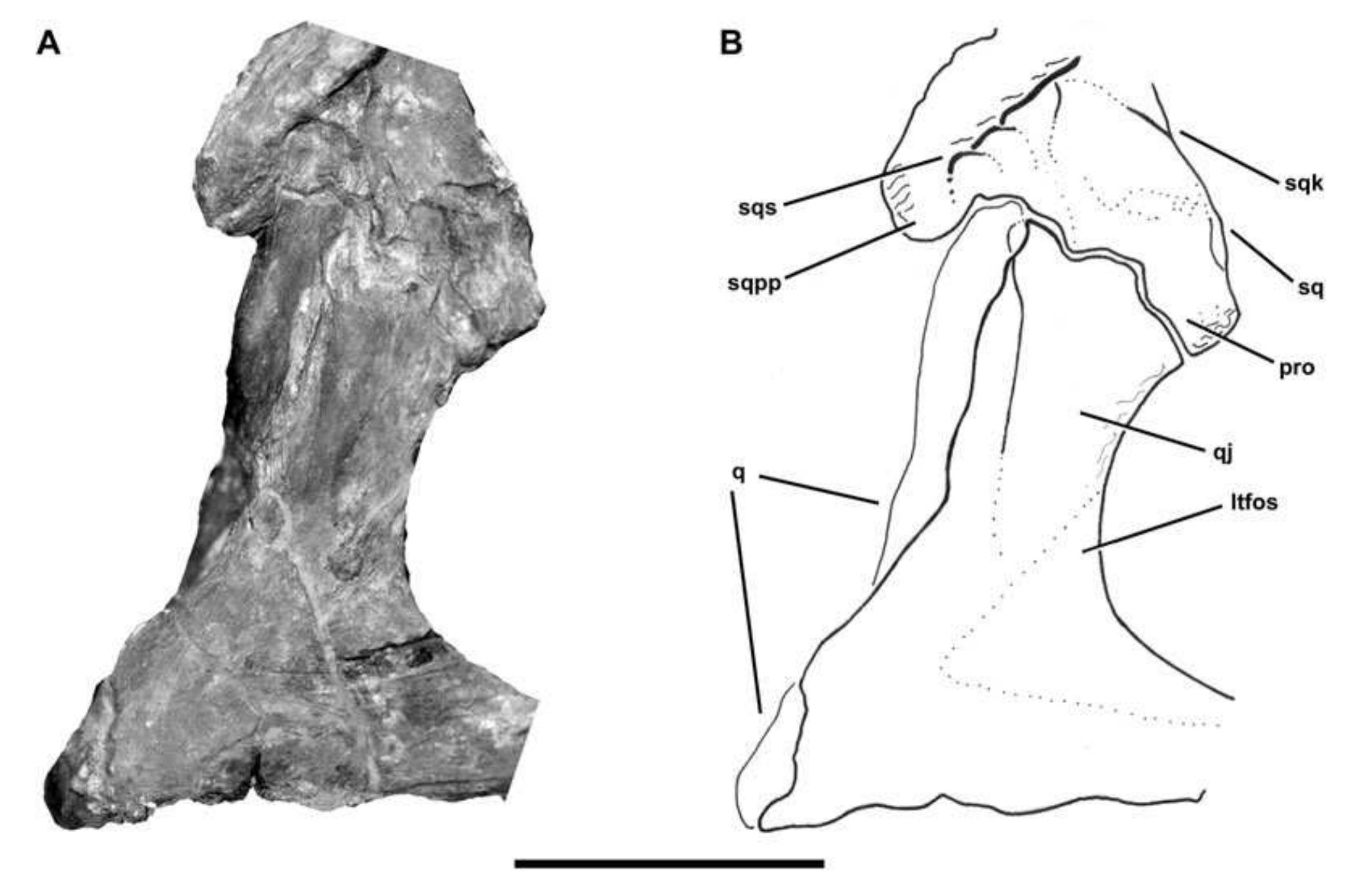 PDF) The skull of Monolophosaurus jiangi (Dinosauria: Theropoda