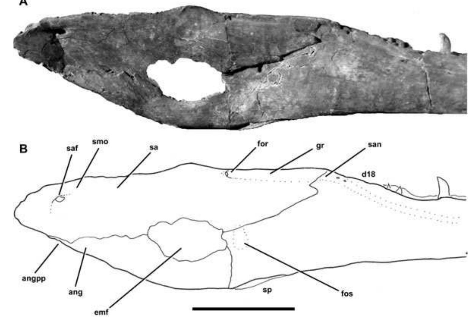 PDF) The skull of Monolophosaurus jiangi (Dinosauria: Theropoda