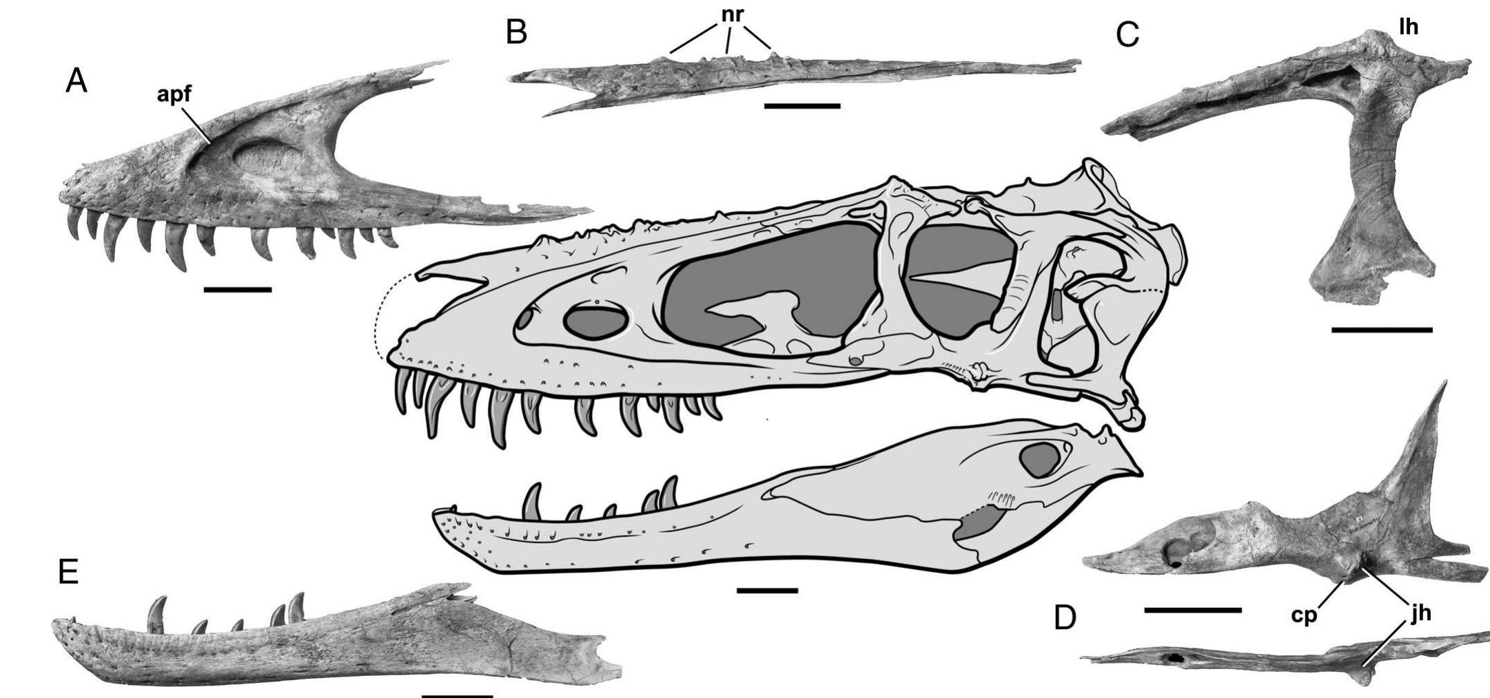 Cornual Process Skull reconstruction of a. a/tai, based on the holotype (igm