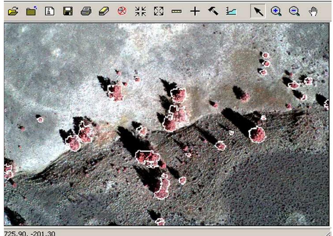 PDF) Automated individual tree measurement through morphological