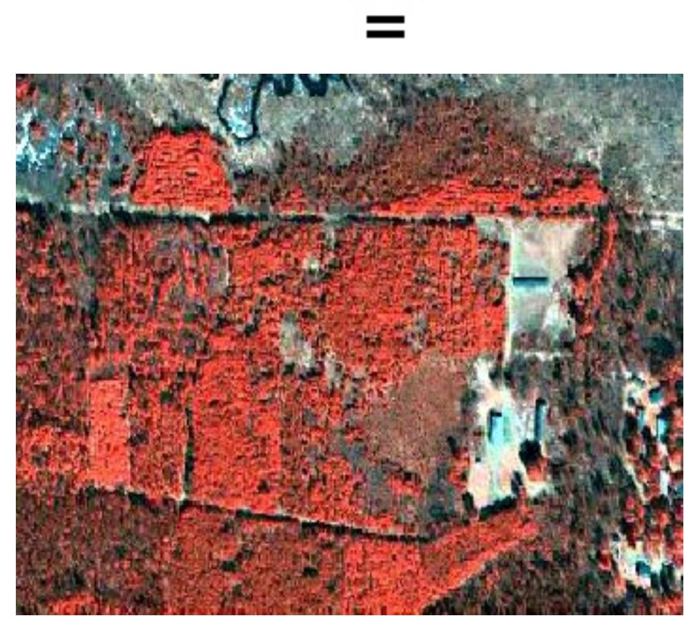 PDF) Automated individual tree measurement through morphological