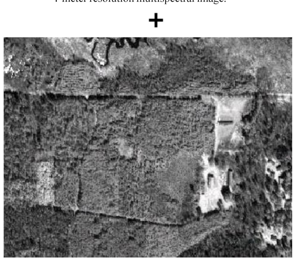 PDF) Automated individual tree measurement through morphological