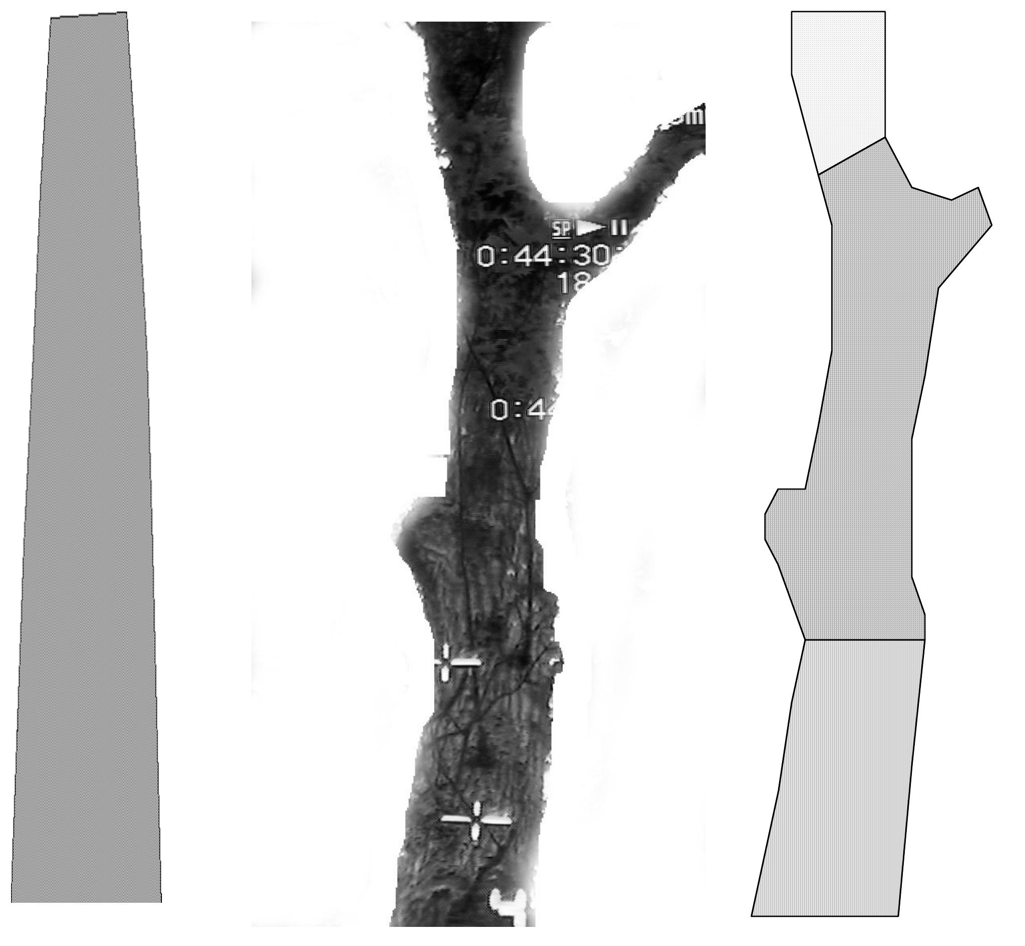 PDF) Automated individual tree measurement through morphological