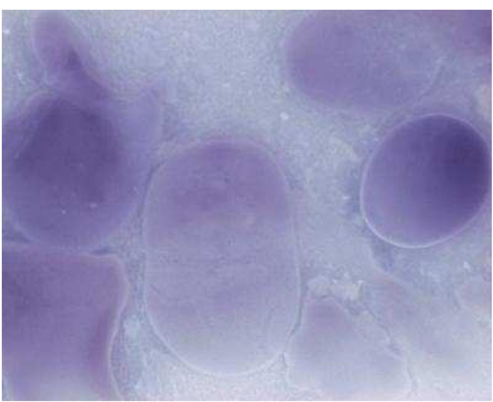 c. oxidised starch E 1404 