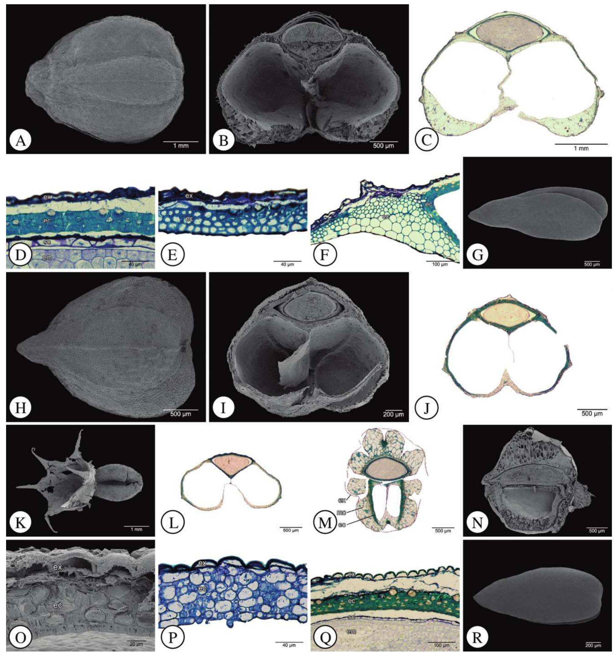 Septum Fruit Example Fruit and seed morphology and anatomy of fedia cornucopiae