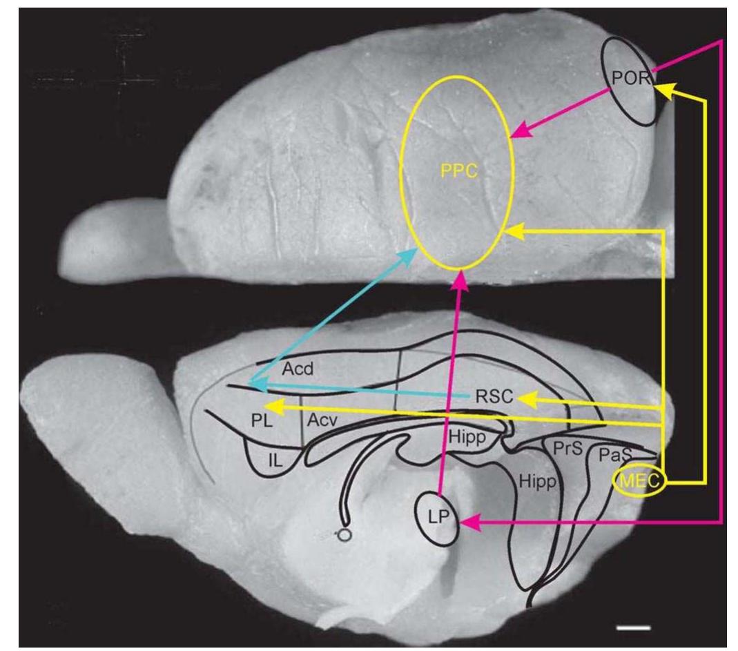 Dorsal and midsagittal view of the rat brain indicating the