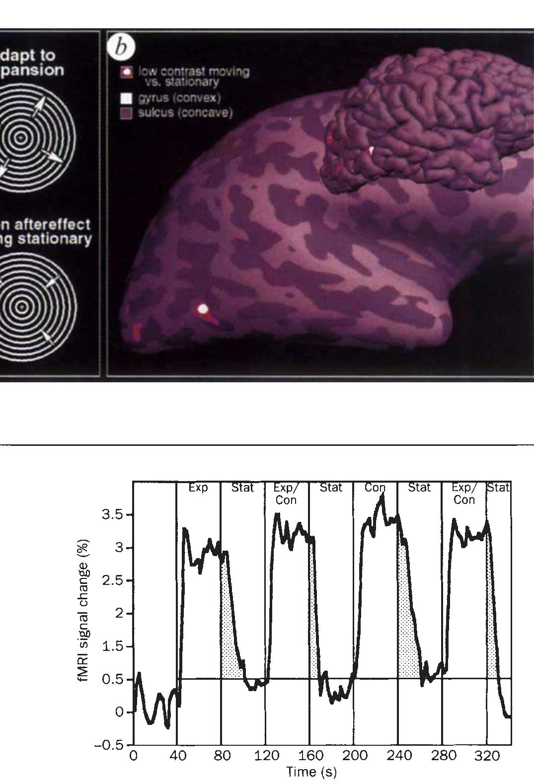 (PDF) Visual motion aftereffect in human cortical area MT revealed by ...