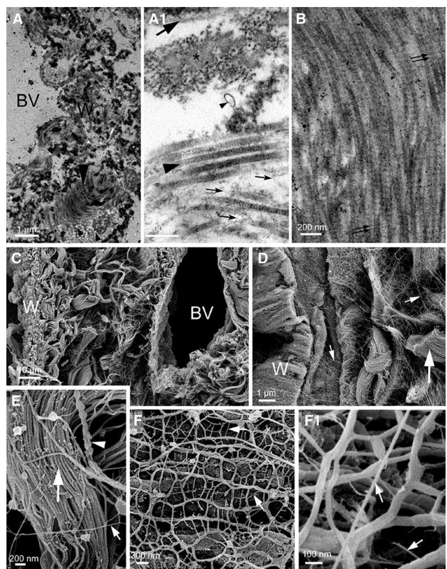 Transmission and scanning electron microscopy images of rat