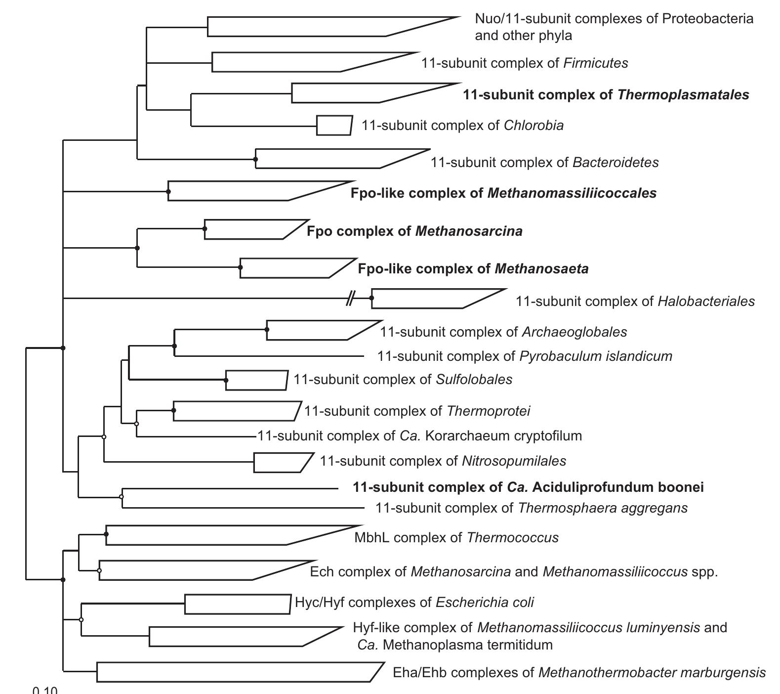 Figure 1 - from Comparative Genome Analysis of "Candidatus