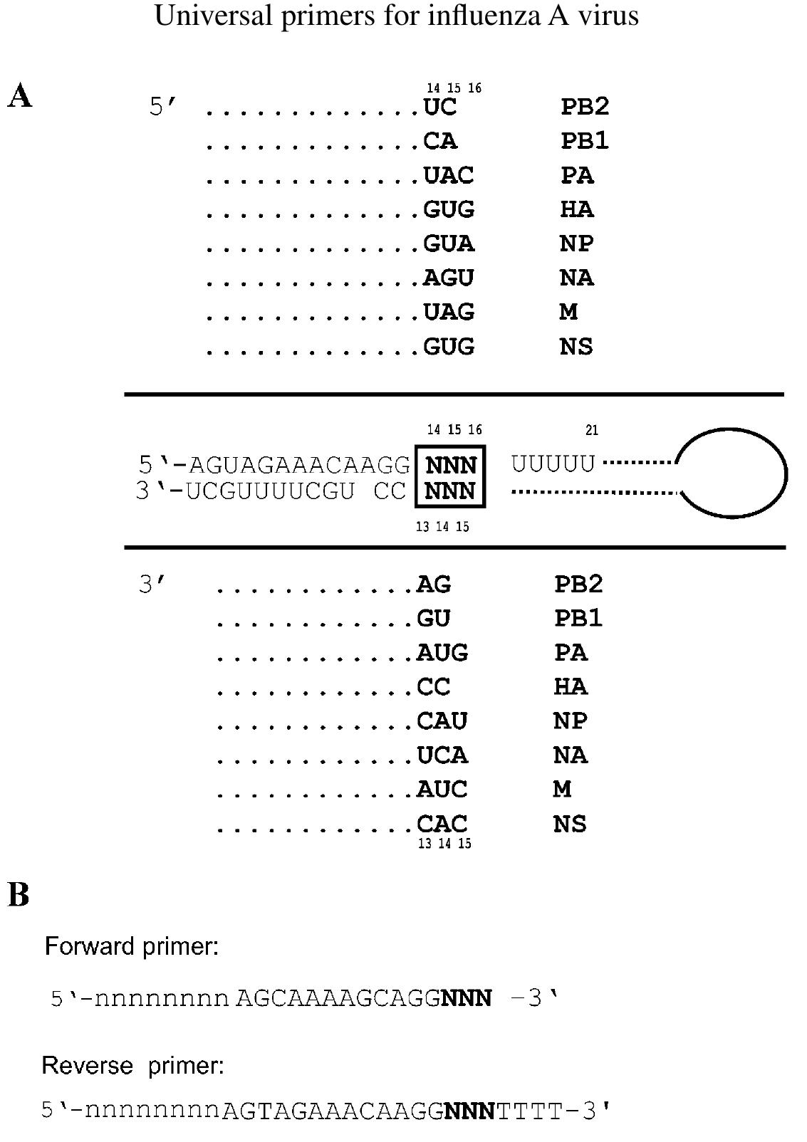 Schematic representation of the conserved terminal regions