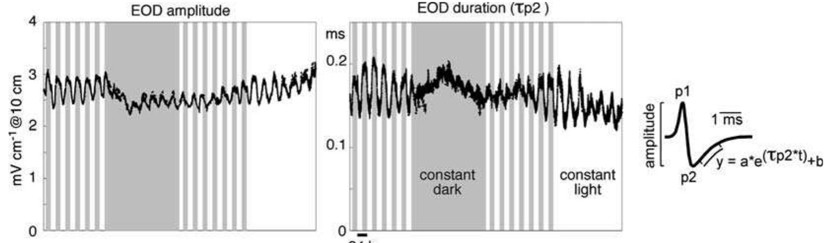 Exponential Rise Waveform Figure 30 - from Fish_Physiology_2007_Vol_25_Sensory_Systems