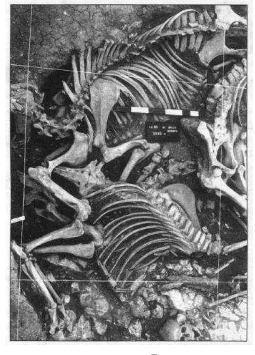 Taking the famous grave of Childerich at Tournai as starting point, where 21 horses were buried together with the King of the Franks, this paper presents the custom of animal burials in the Germanic world. From the pre-roman Iron Age till the migration period and early Middle Ages we focus on the burials of horses and dogs, which received in some regions and at some times special attention in burial rites in the Germanic world. Thus these animals were buried alongside with important leaders to underline the high status of the deceased, or — often the case with dog-burials — may allude to the close relation between men and animal.  with dog-burials — may allude to the close relation between men and animal. 