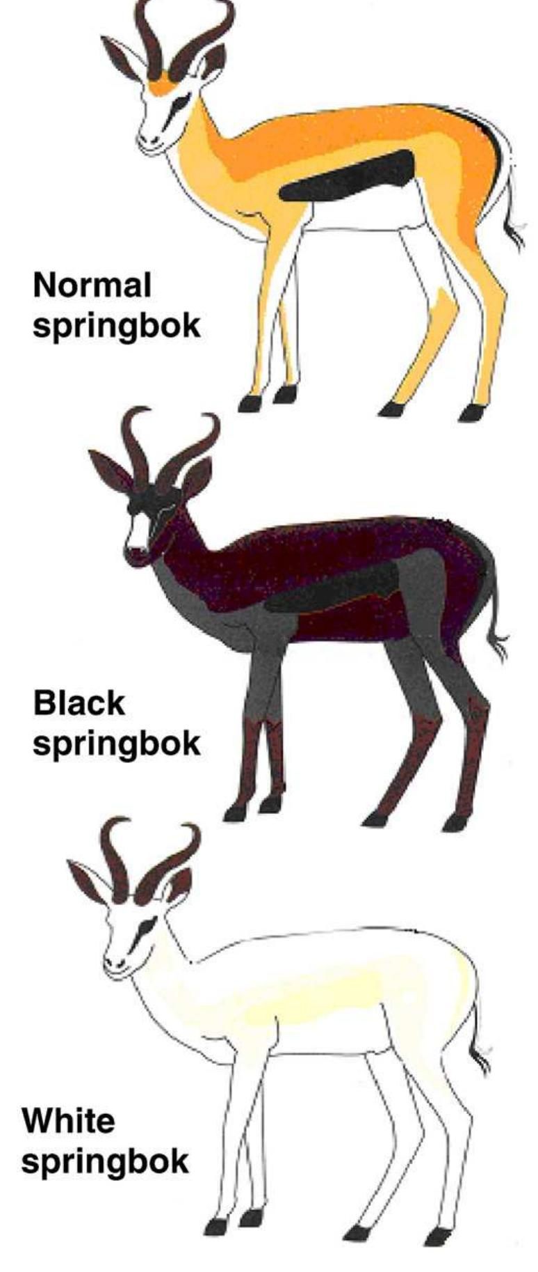 Springbok Colour Variations (PDF) Body temperature, thermoregulatory behaviour and pelt ...