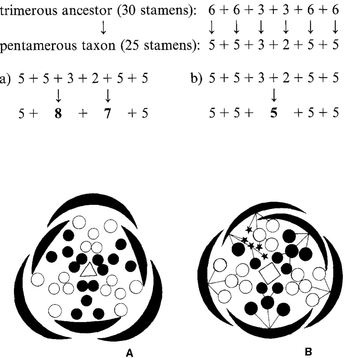 (PDF) Merosity in flowers: Definition, origin, and taxonomic significance