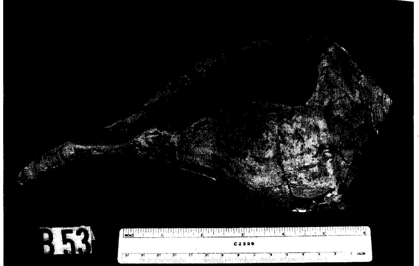 Figure 7.2. Lightning whelk “cup” from an Archaic burial at the Anderson site, Tennes- see. (Photo courtesy of the Tennessee Division of Archaeology, Nashville.) 