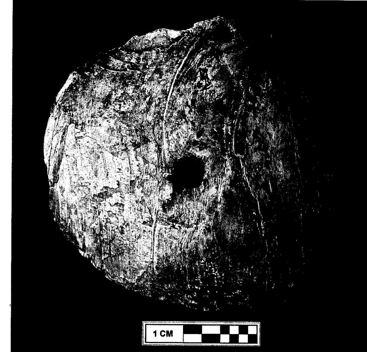 Figure 7.3. Busycon sinistrum gorget from the Fernvale site, Tennessee. (Photo by Te- resa Ingalls, courtesy of the Tennessee Division of Archaeology, Nashville.)  ME DOEEE OD CALM ERLSAIN MIAO YCOTE OP ep LUPO UIBUTE 7.4) (LOW L707),  While the variable inclusion of exotic artifacts in burial contexts throughout the midcontinent provides evidence for the florescence of trade and exchange networks and increasingly stratified societies during the Archaic, marine shell also carried ritual and ancestral significance. The Fernvale site, located along the South Harpeth River in Tennessee, was oc- cupied principally during the terminal portion of the Late Archaic follow- ing the cessation of shell midden construction along the middle portion of the Cumberland River (Deter-Wolf 2013). Feature 71 from Fernvale con- sisted of a shallow pit that contained an undecorated, center-drilled light- ning whelk (Busycon sinistrum) gorget (figure 7.3). That artifact was placed in the eastern end of the feature covering 52 marine shell beads. While similar undecorated, center-drilled marine shell gorgets appear at Archaic  similar undecorated, center-drilled marine shell gorgets appear at Archaic  ing the cessation of shell midden construction along the middle portion of  cupied principally during the terminal portion of the Late Archaic follow- 