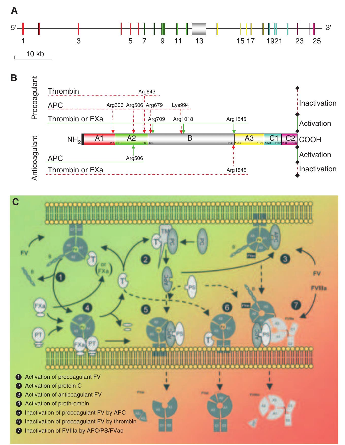 (PDF) Inherited defects of coagulation factor V: the hemorrhagic side