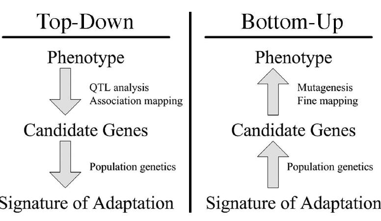 (PDF) Plant domestication, a unique opportunity to identify the genetic ...