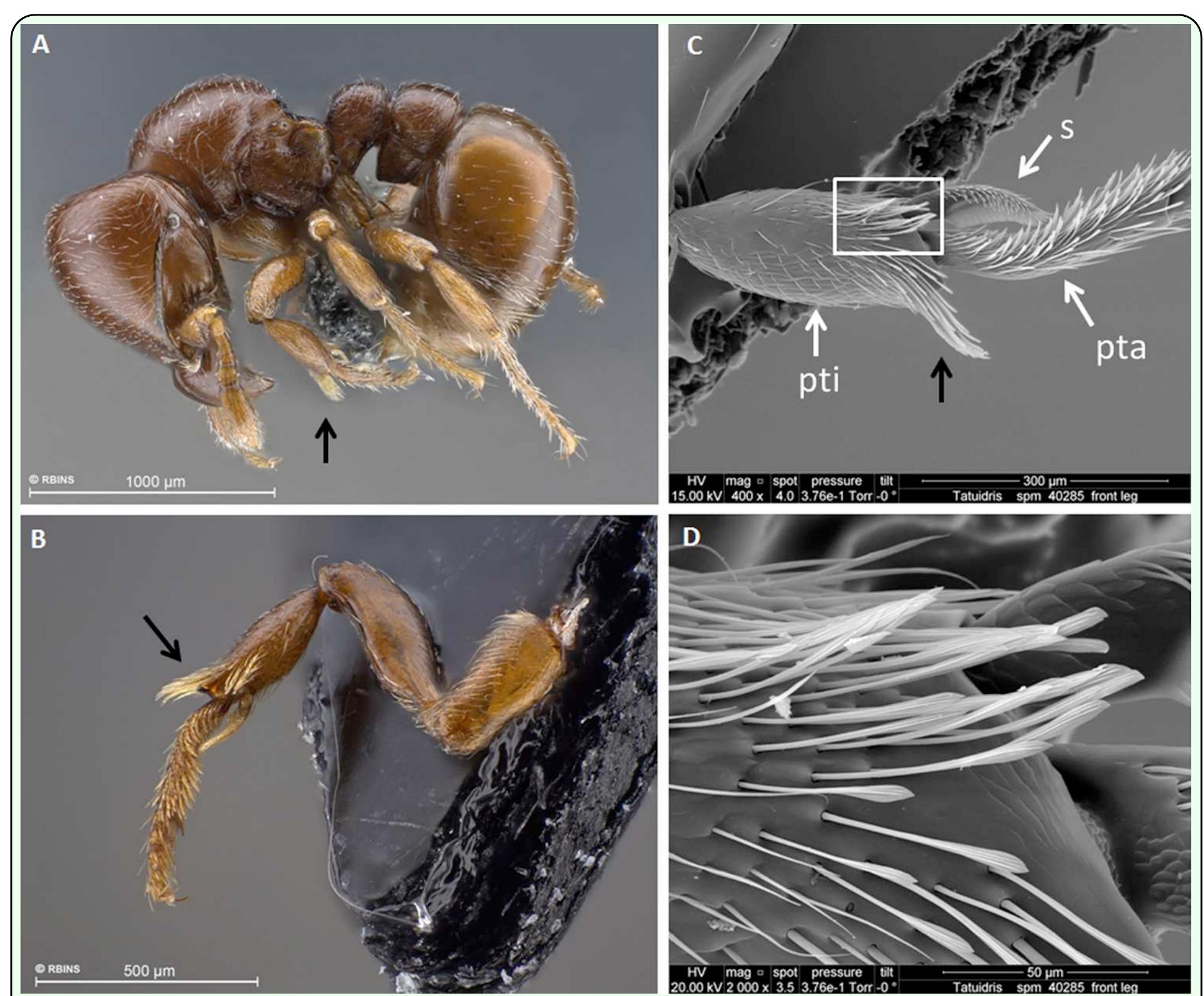 Protibia Ant (PDF) Trophic Ecology of the Armadillo Ant, Tatuidris tatusia ...