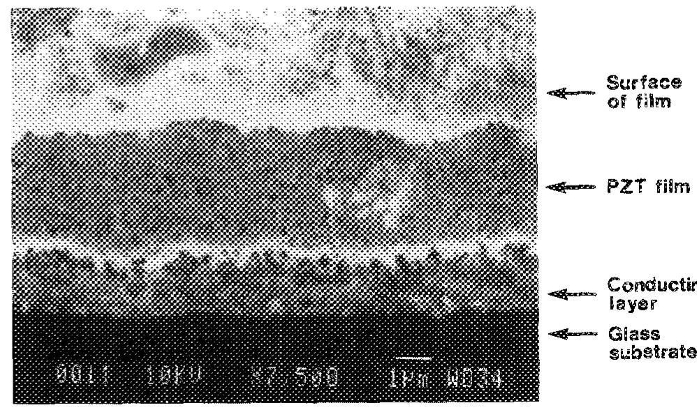 Scanning electron micrograph of the cross section of porous