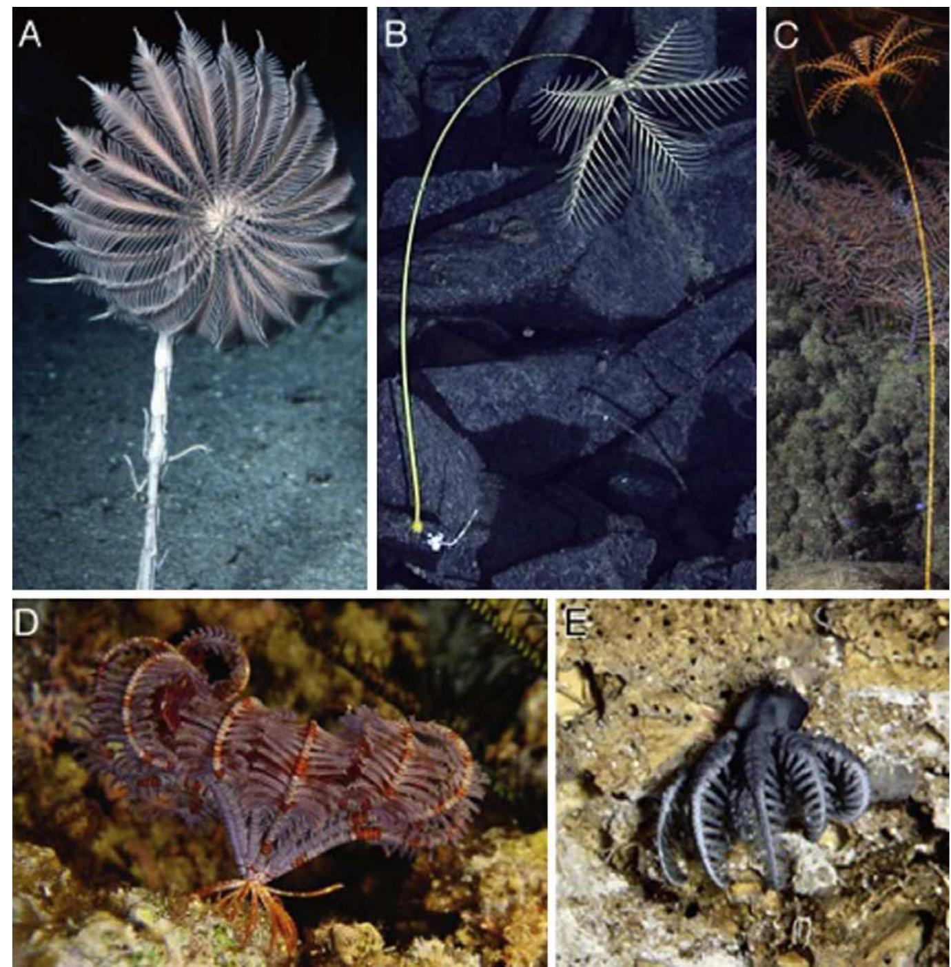 (PDF) Fixed, free, and fixed: The fickle phylogeny of extant Crinoidea ...