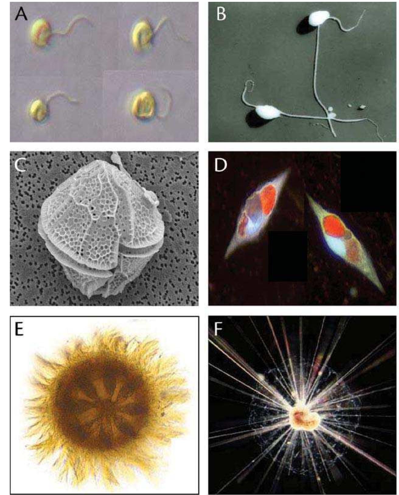 Calceolate (PDF) Oceanic Protists
