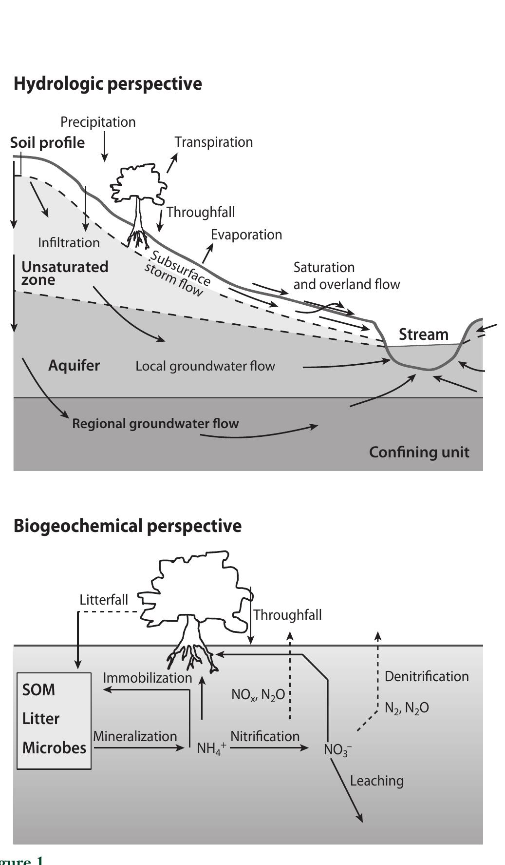 (PDF) Interactions Between Biogeochemistry and Hydrologic Systems