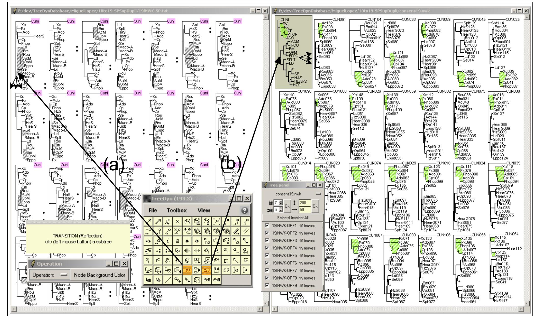Tree Anotation (PDF) TreeDyn: towards dynamic graphics and annotations for analyses of ...