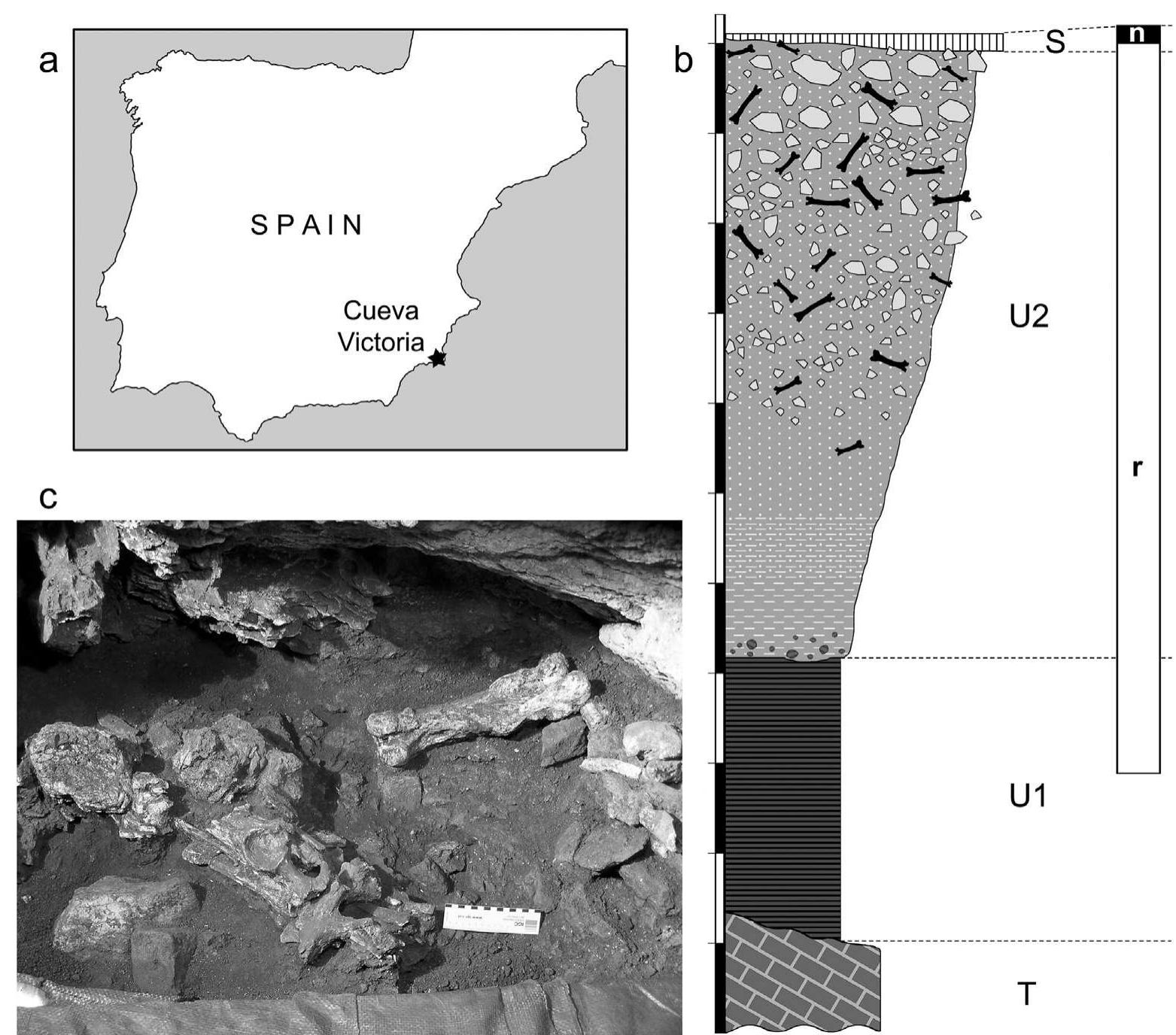 (PDF) New fossil teeth of Theropithecus oswaldi (Cercopithecoidea) from ...