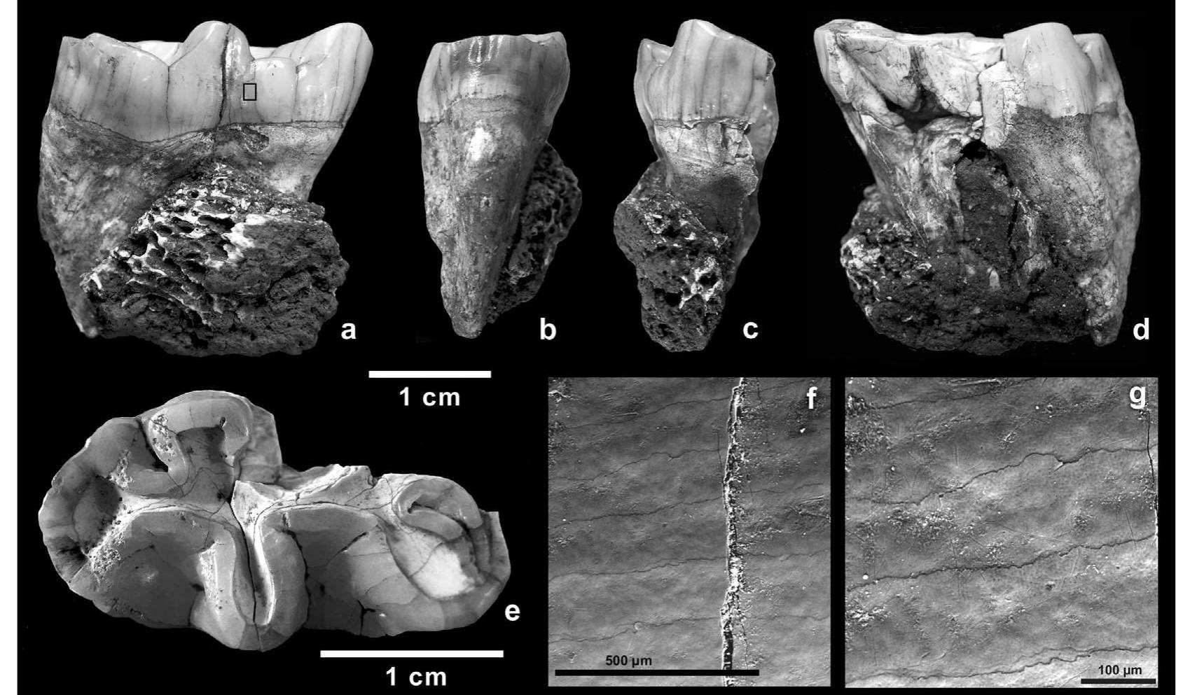 (PDF) New fossil teeth of Theropithecus oswaldi (Cercopithecoidea) from ...