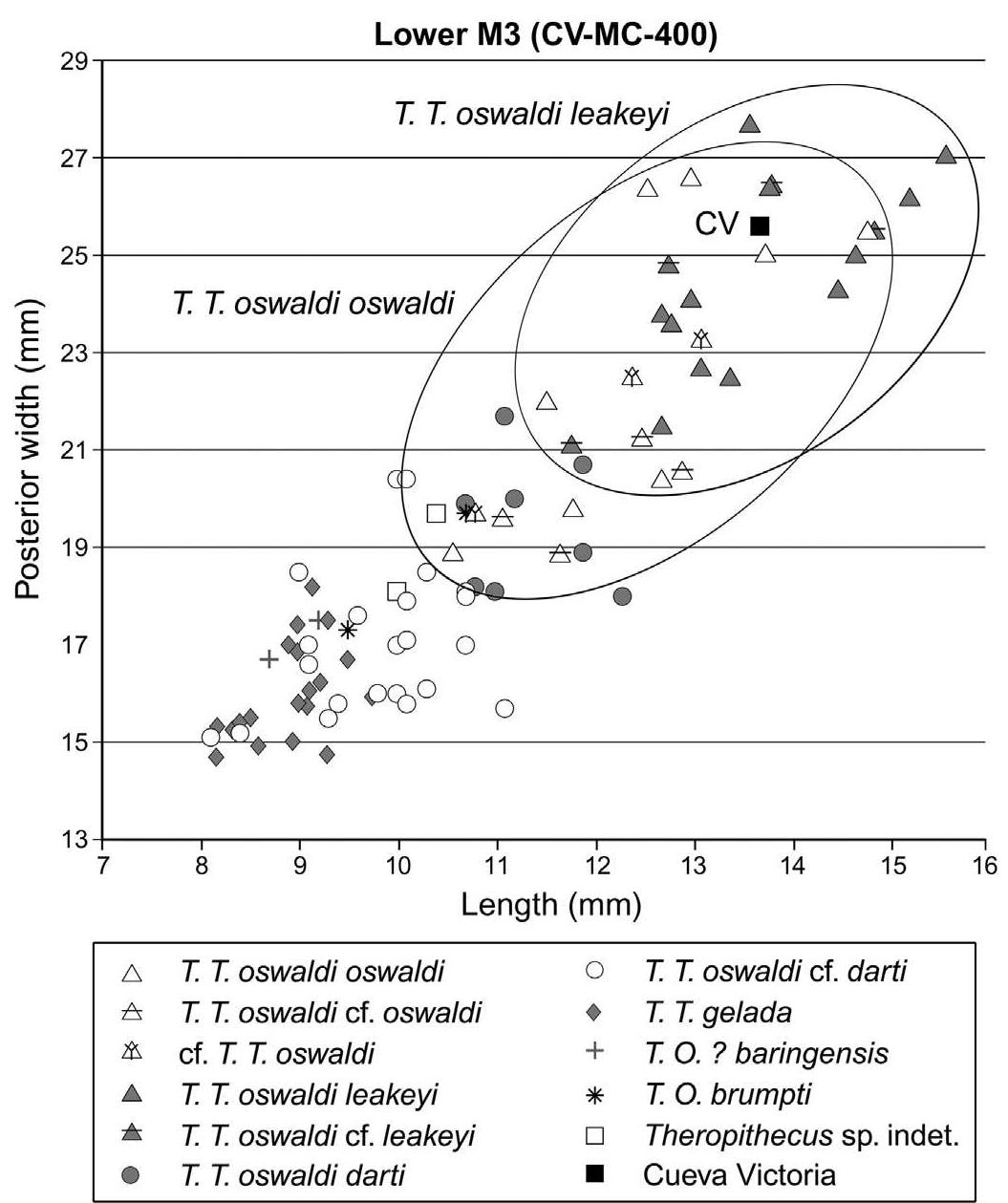 (PDF) New fossil teeth of Theropithecus oswaldi (Cercopithecoidea) from ...