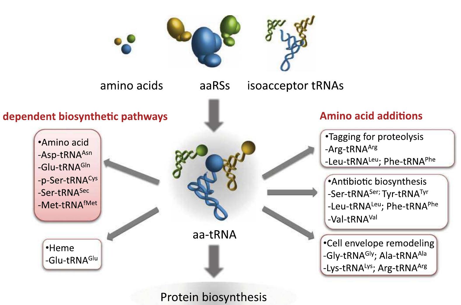 Aars Proofreading (PDF) tRNAs: Cellular barcodes for amino acids