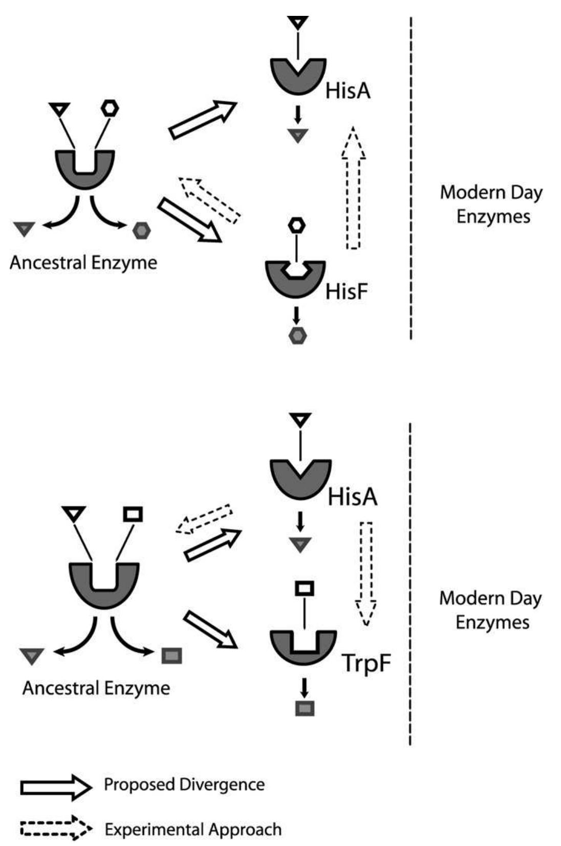 Schematic representation of the “directed evolution”