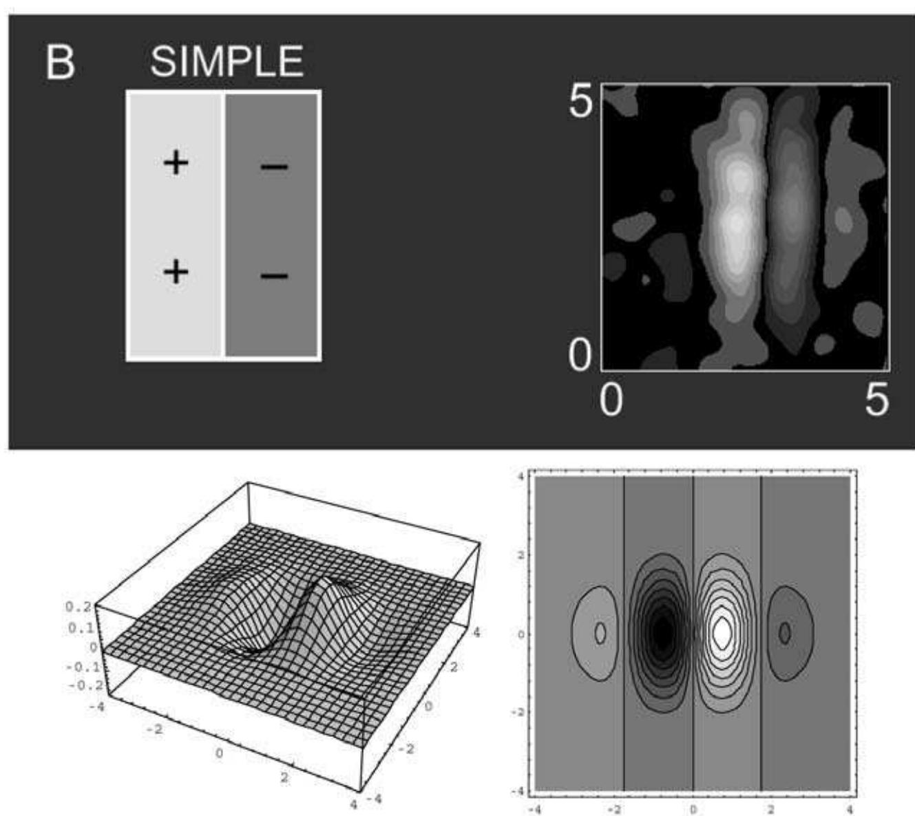 (PDF) Neurogeometry of V1 and Kanizsa Contours