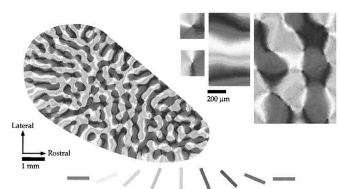 (PDF) Neurogeometry of V1 and Kanizsa Contours
